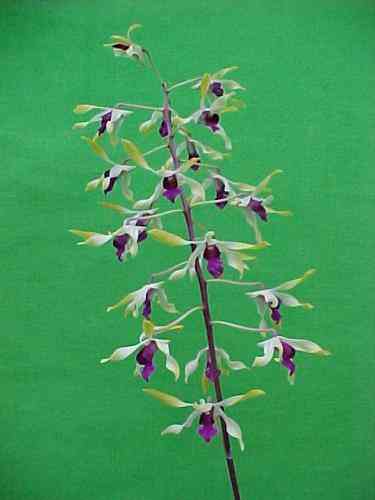 Dendrobium Pixie Princess HRAM-AOS